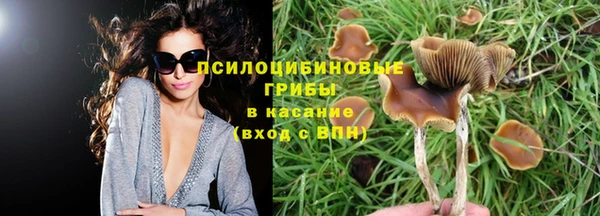 шишки Покачи