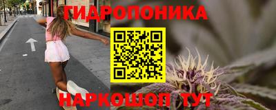 шишки Гай
